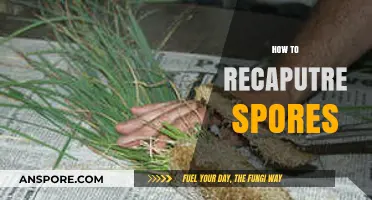 Effective Techniques to Recapture Spores for Research and Cultivation