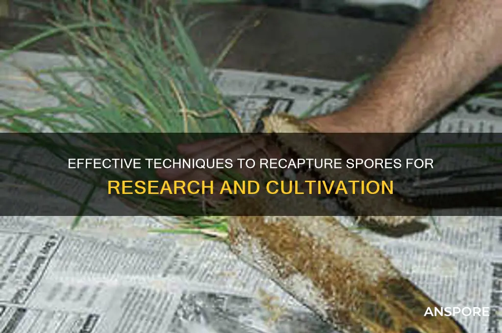 how to recaputre spores