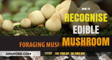 Identifying Safe Wild Mushrooms: A Beginner's Guide to Edible Varieties