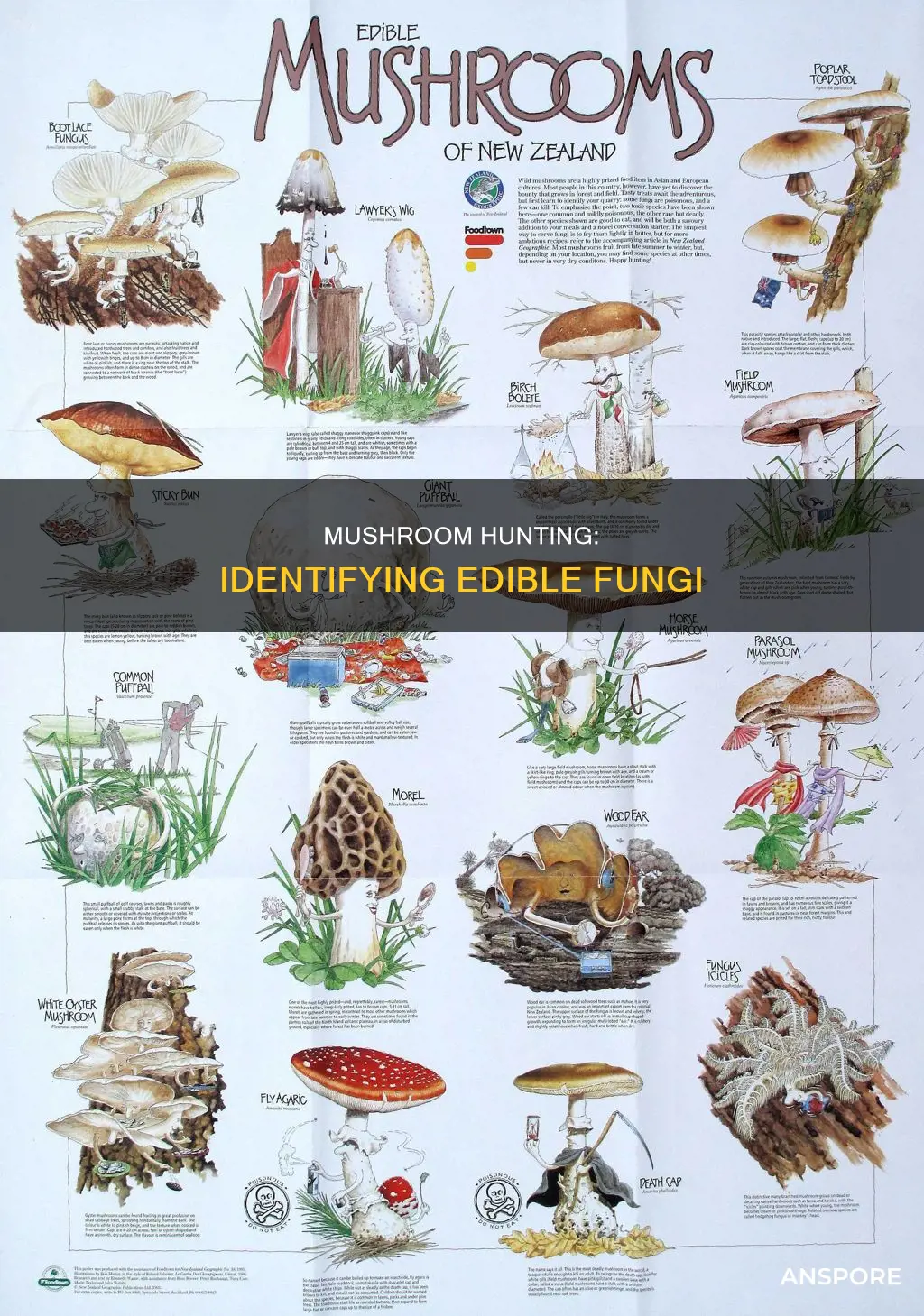 how to recognise mushrooms