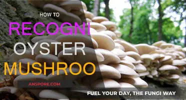 Recognizing Oyster Mushrooms: A Beginner's Guide