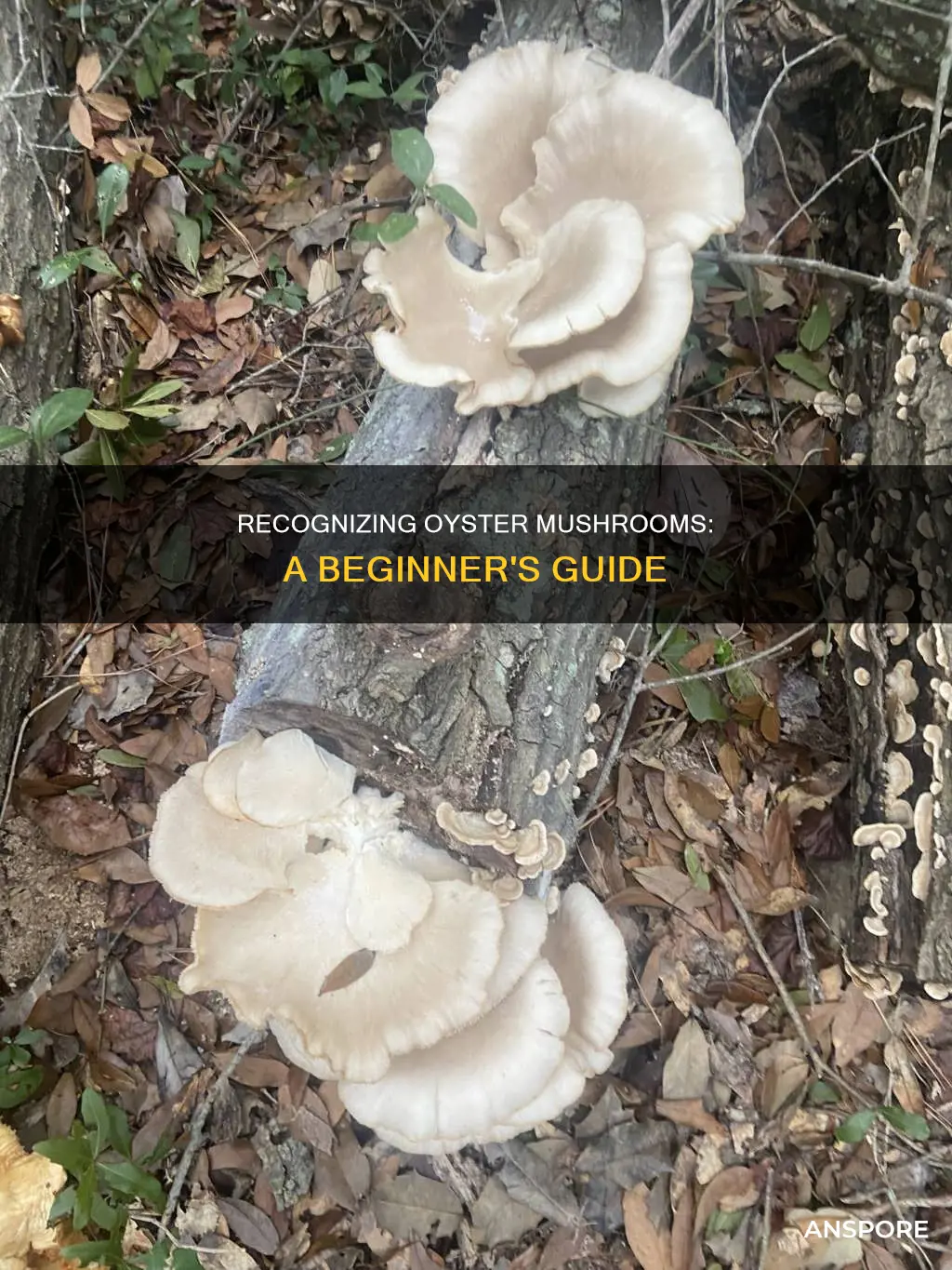 how to recognise oyster mushrooms