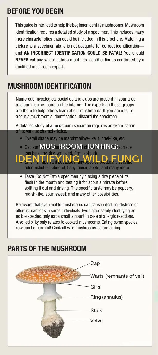 how to recognize mushrooms