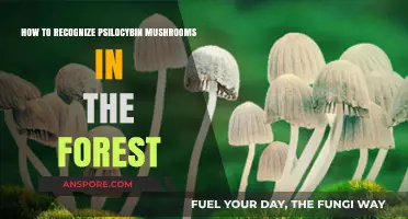 Identifying Psilocybin Mushrooms: A Forest Forager's Essential Guide