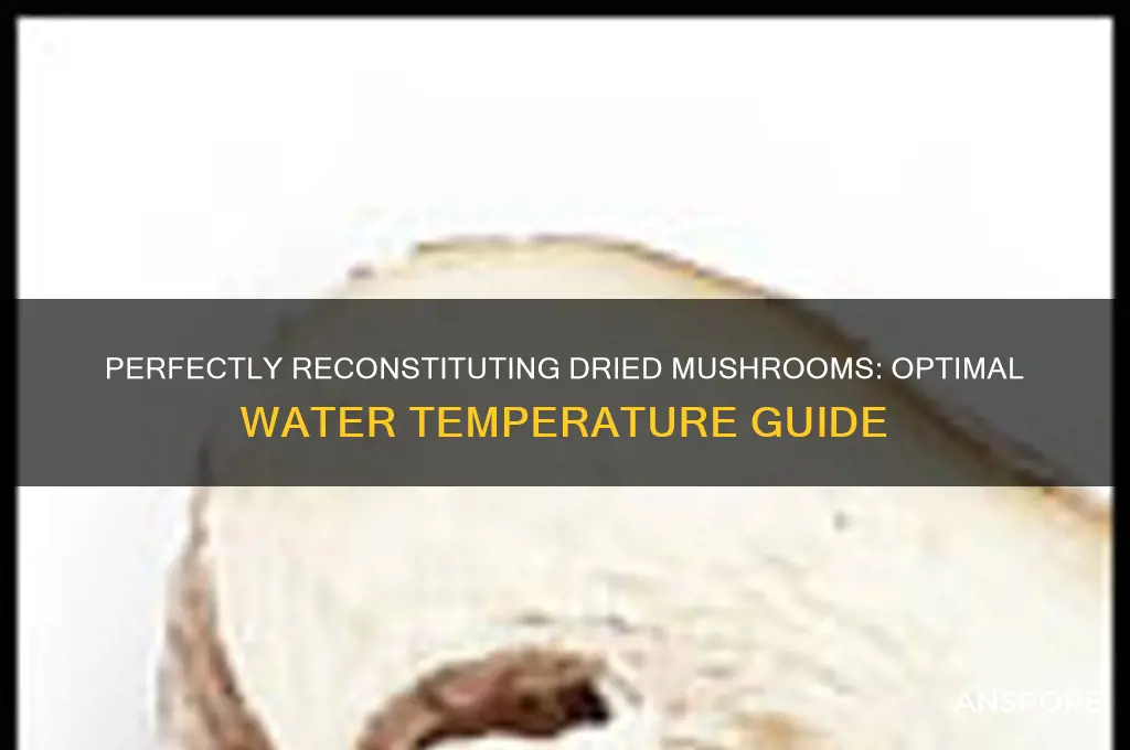 how to reconstitute dried mushrooms water temperature