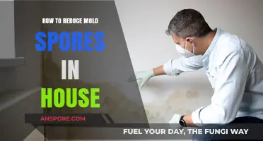 Effective Strategies to Minimize Mold Spores in Your Home