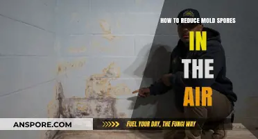Effective Strategies to Minimize Airborne Mold Spores in Your Home