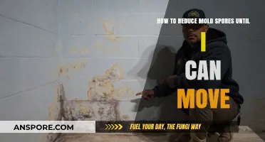 Effective Ways to Minimize Mold Spores Before Your Move