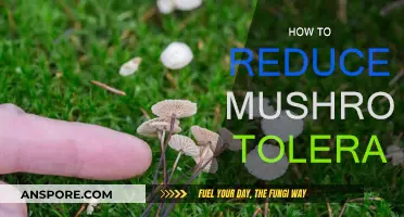 Managing Mushroom Tolerance: Strategies for Sustained Benefits