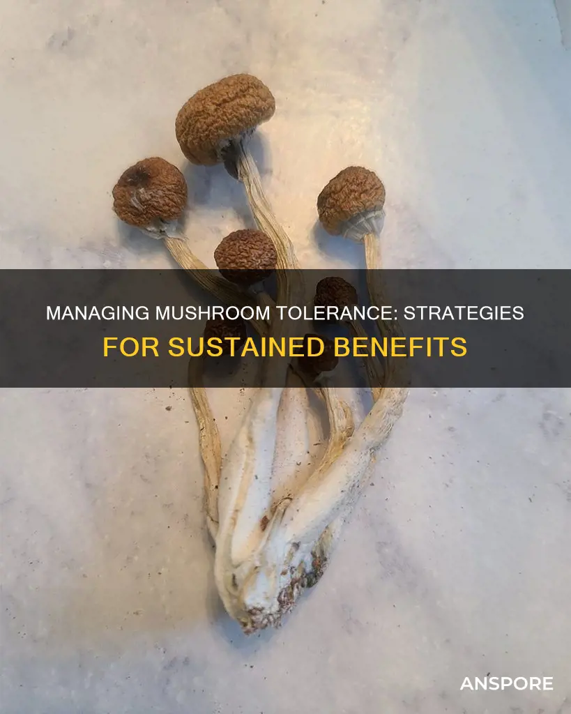 how to reduce mushroom tolerance