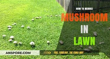 Effective Ways to Control and Reduce Mushrooms in Your Lawn