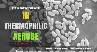 Effective Strategies to Minimize Thermophilic Aerobe Spore Counts in Processes