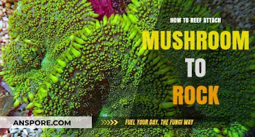 Master Reef Attachment: Secure Mushroom Corals to Rocks Easily