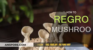 The Magic of Mushroom Regrowth: A Guide to Success