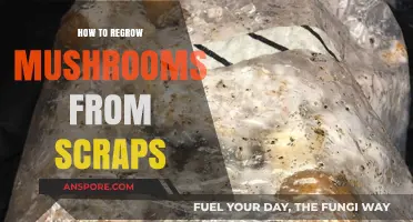 Regrow Mushrooms Easily: Simple Steps Using Scraps at Home