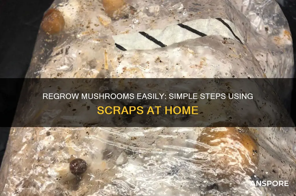 how to regrow mushrooms from scraps