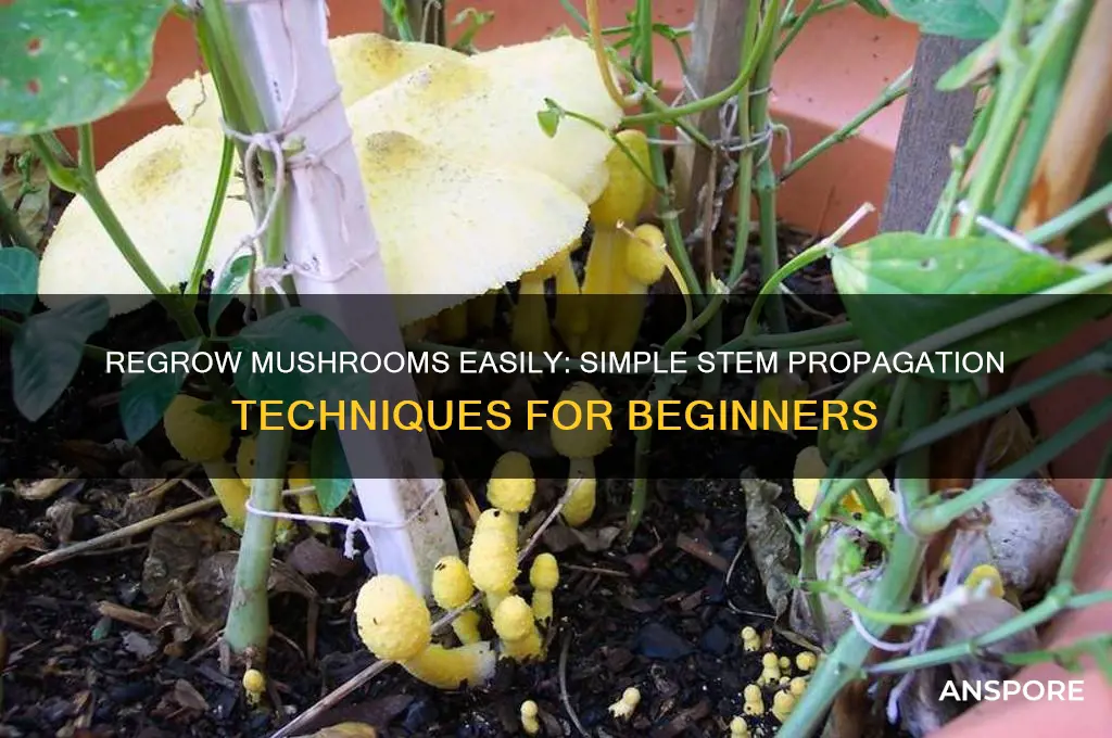 how to regrow mushrooms from stems