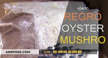 Grow Oyster Mushrooms: A Step-by-Step Guide