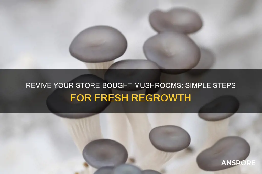 how to regrow store bought mushrooms