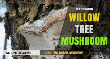 Regrow Willow Tree Mushrooms: Simple Steps for Successful Cultivation