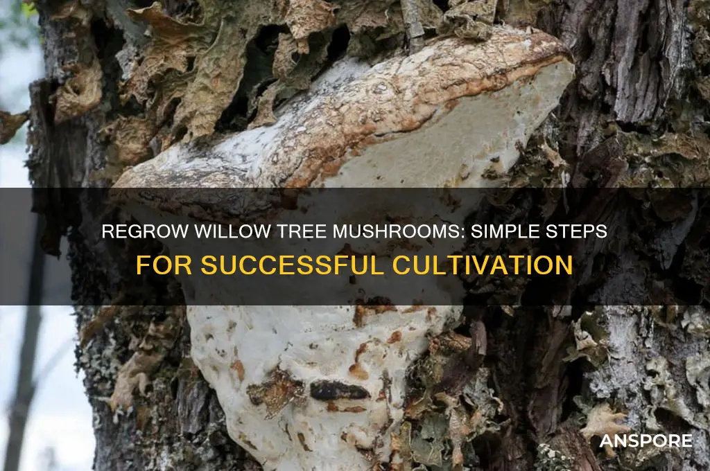 how to regrow willow tree mushrooms