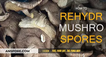 Rehydrating Mushroom Spores: A Simple Guide to Success
