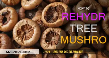 The Magic of Rehydrating Tree Mushrooms: A Simple Guide
