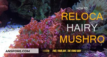 Relocating Hairy Mushrooms: A Step-by-Step Guide