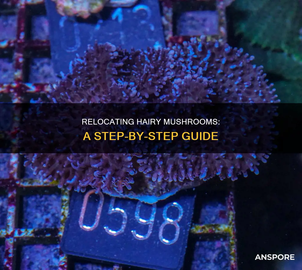 how to relocate hairy mushroom