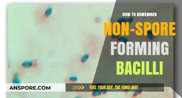 Mastering Non-Spore Forming Bacilli: Effective Memory Techniques for Microbiology
