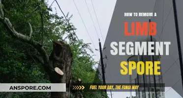 Effective Techniques for Removing Limb Segment Spores Safely and Efficiently