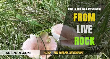 Effective Techniques for Removing Mushrooms from Live Rock in Aquariums