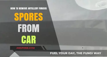 Effective Ways to Eliminate Artillery Fungus Spores from Your Car