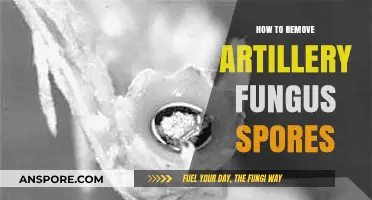 Effective Ways to Eliminate Artillery Fungus Spores from Your Garden