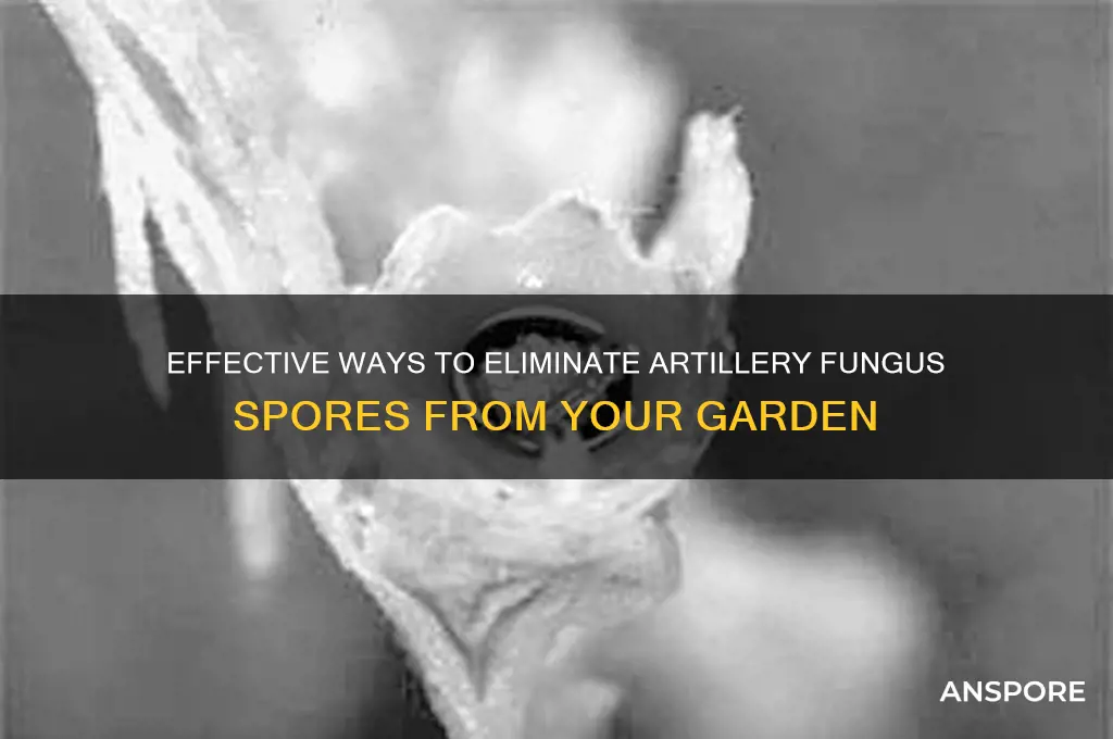 how to remove artillery fungus spores