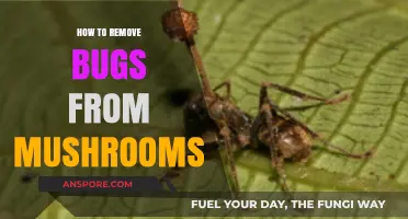 Effective Techniques for Removing Bugs from Freshly Harvested Mushrooms