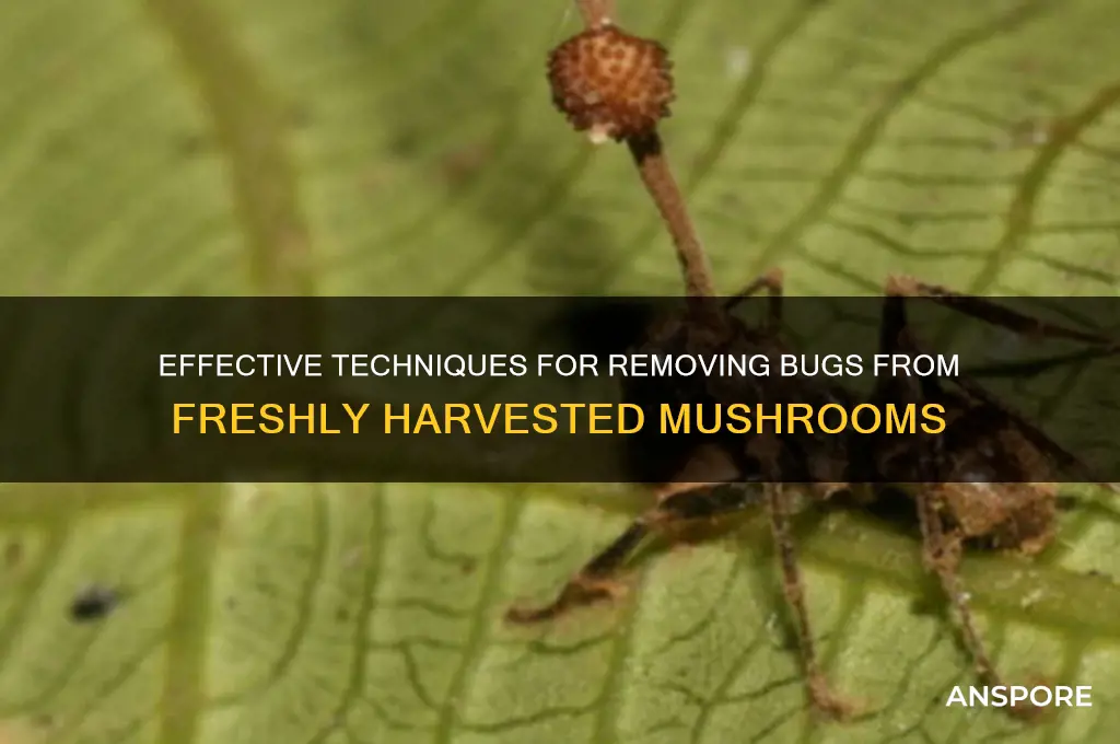 how to remove bugs from mushrooms
