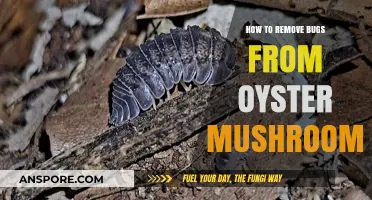 Effective Ways to Eliminate Bugs from Oyster Mushrooms Safely
