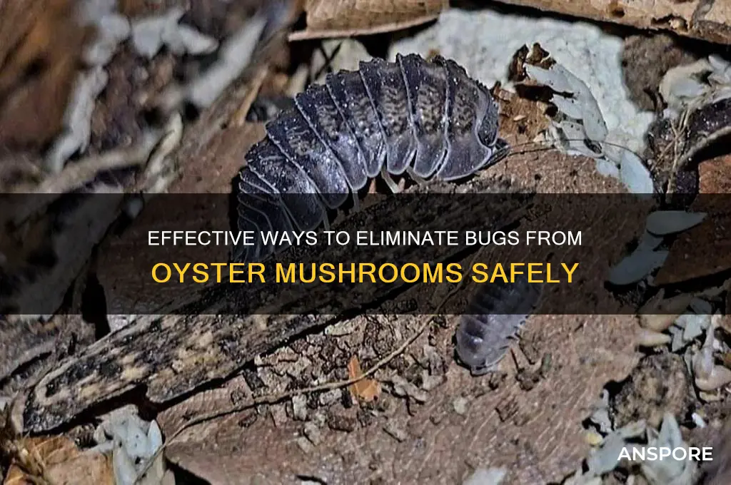 how to remove bugs from oyster mushrooms
