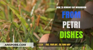 Efficient Techniques for Removing Cap Mushrooms from Petri Dishes