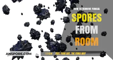 Effective Ways to Eliminate Fungal Spores from Your Room