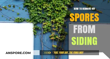 Effective Methods to Remove Ivy Spores from Siding Safely