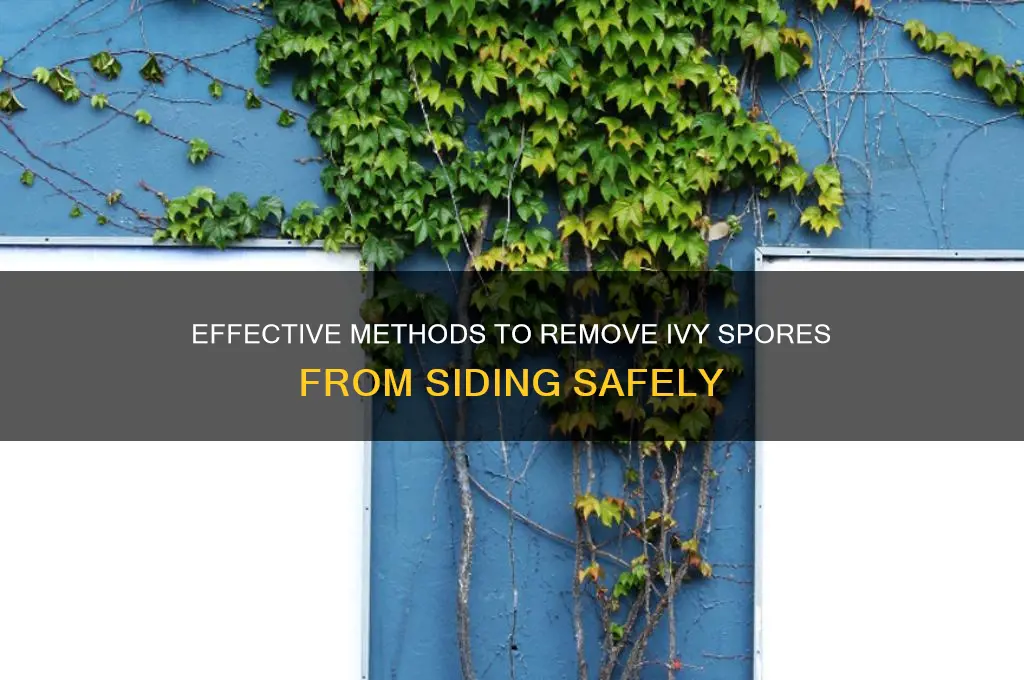 how to remove ivy spores from siding
