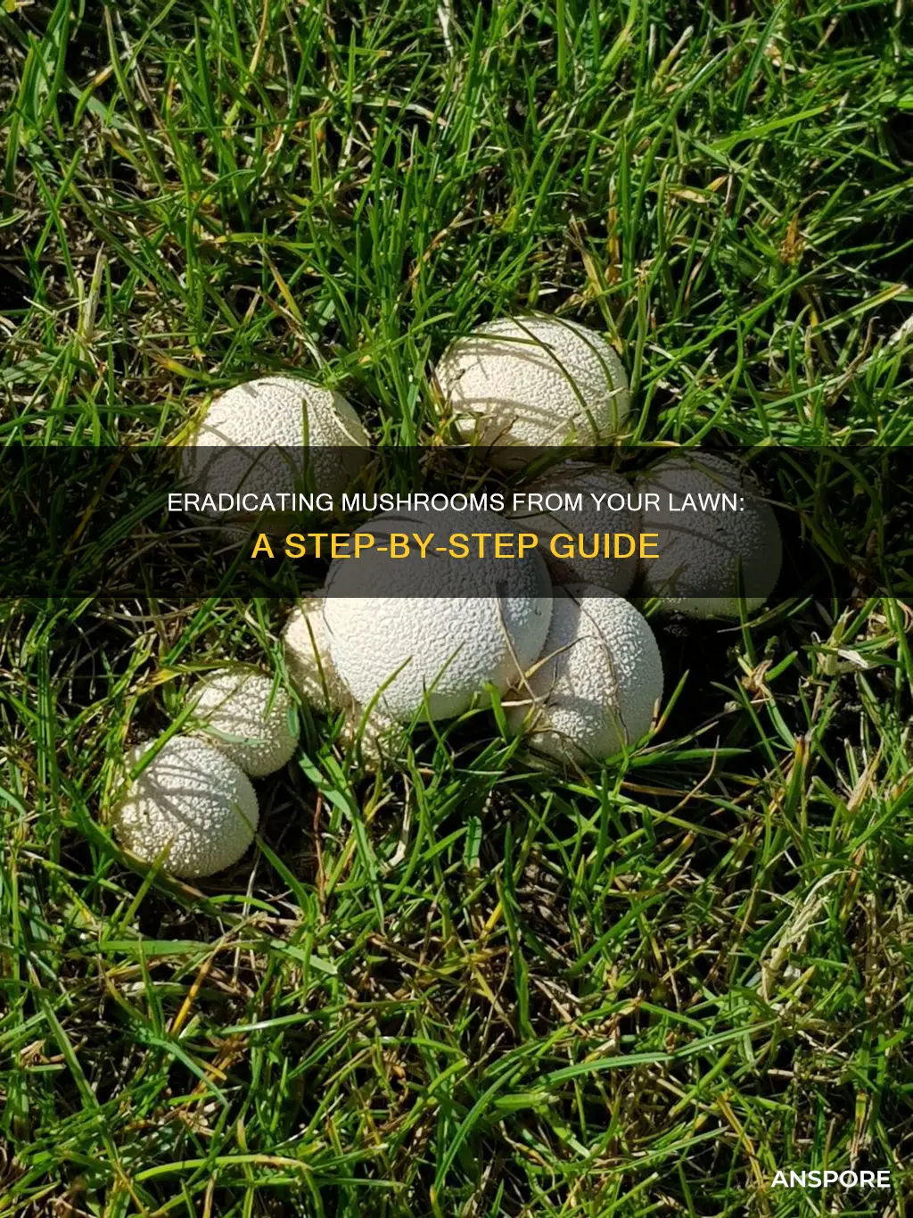 how to remove lawn mushrooms