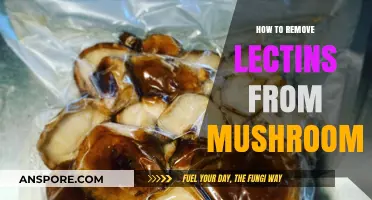 Effective Methods to Eliminate Lectins from Mushrooms for Better Digestion