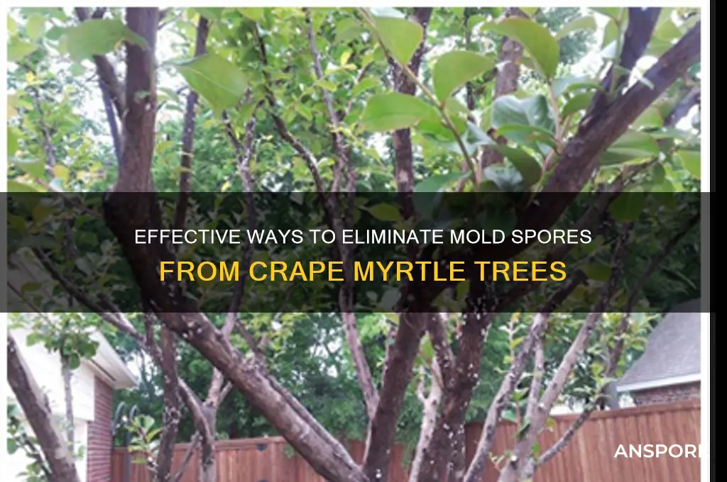 how to remove mold spores crape myrtle