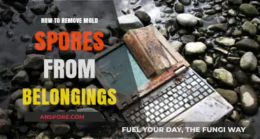 Effective Ways to Eliminate Mold Spores from Your Belongings Safely