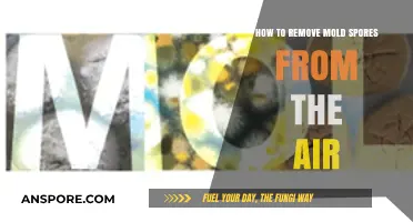 Effective Ways to Purify Air and Eliminate Mold Spores Safely