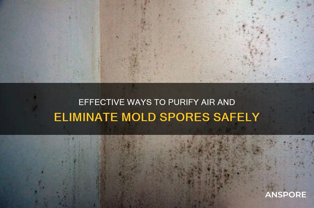 how to remove mold spores from the air