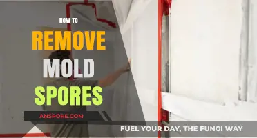 Effective Strategies to Eliminate Mold Spores and Prevent Growth